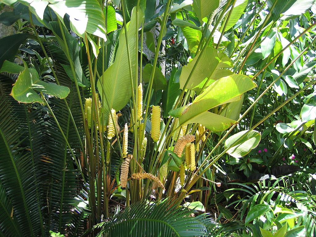 CairnsTC041 Jardin Botanique 041.jpg